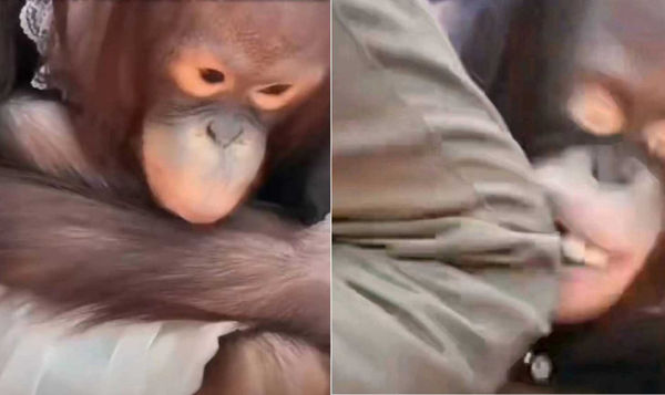 飼養員膝蓋怒擊紅毛猩猩　原因竟是女主播「腳被踩到了」