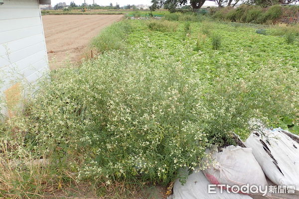 ▲「銀膠菊」被視為國際毒草，對環境適應性強、生長迅速，嚴重危害台灣本土原生植物生存空間及自然生態體系，需要大家共同防除。（圖／記者林悅翻攝，下同）