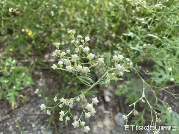 ▲「銀膠菊」被視為國際毒草，對環境適應性強、生長迅速，嚴重危害台灣本土原生植物生存空間及自然生態體系，需要大家共同防除。（圖／記者林悅翻攝，下同）