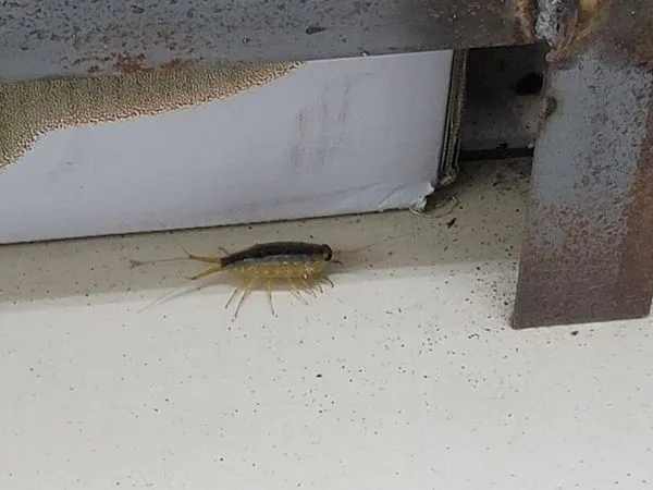 台北家中竄「14足巨蟲」，屋主嚇瘋想睡外面。（圖／翻攝自Facebook／爆系知識家）