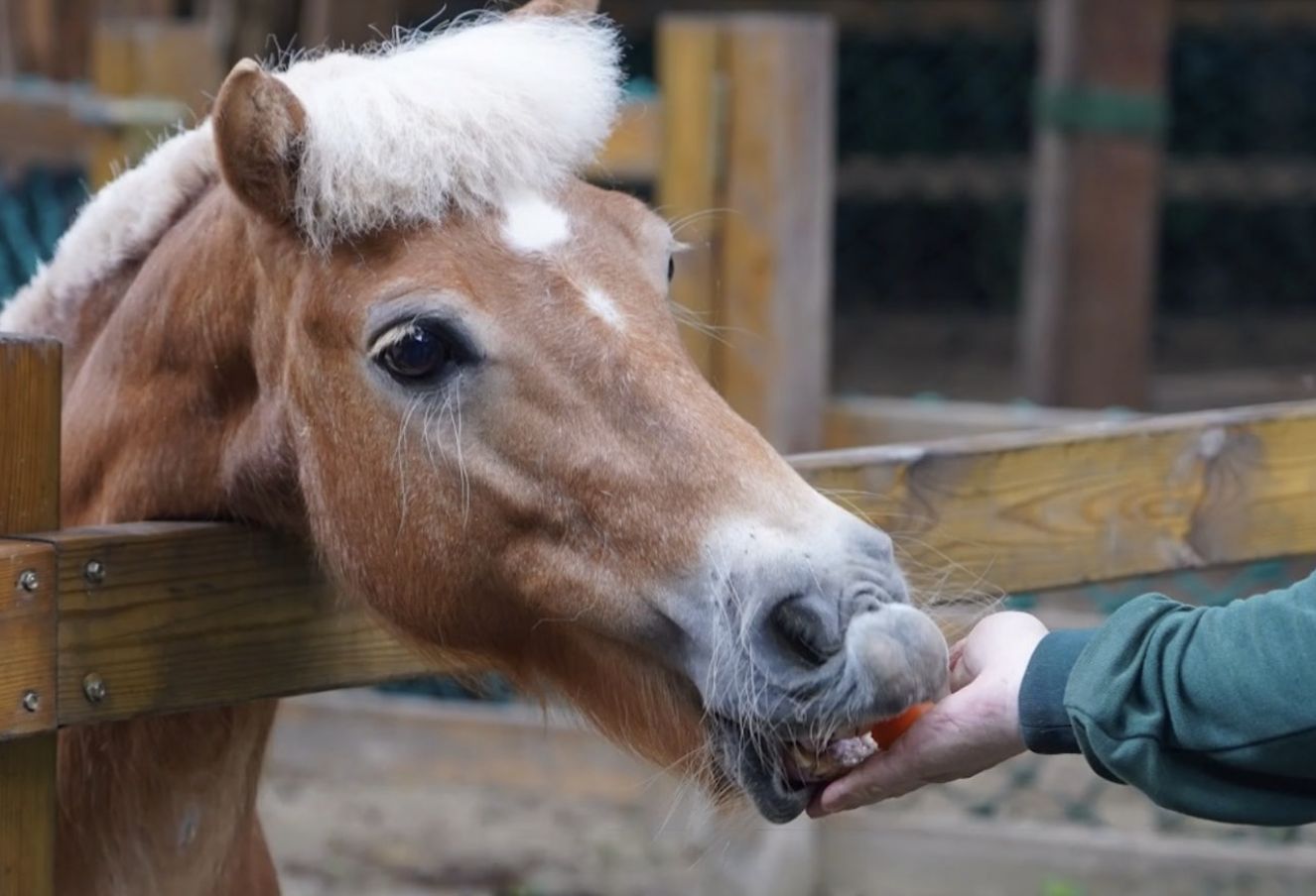 ▲▼廣州蘑菇頭小龍馬爆紅。（圖／翻攝自影片）