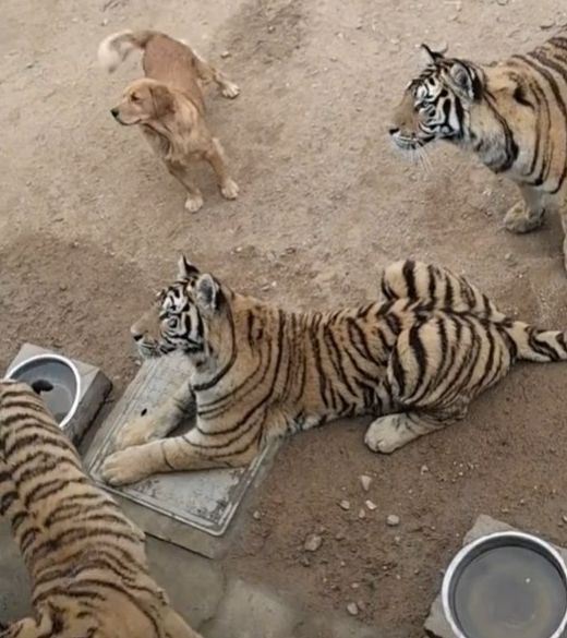 ▲▼黃金獵犬在一群老虎中完全不害怕。（圖／翻攝自TikTok／@34z9u2）