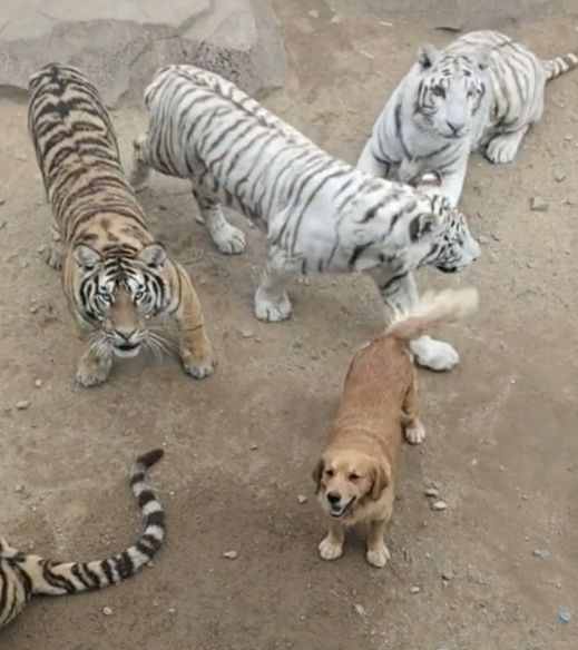 ▲▼黃金獵犬在一群老虎中完全不害怕。（圖／翻攝自TikTok／@34z9u2）