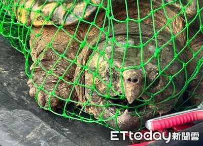 咬合力堪比老虎！「75公斤巨大鱷龜」現身新竹溪中　動物園急安置