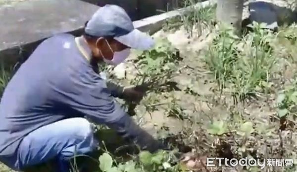 ▲台南高粱、大豆雨害災損，15日起現金救助申請，市長黃偉哲呼籲農戶儘速提出申請。（圖／記者林悅翻攝）