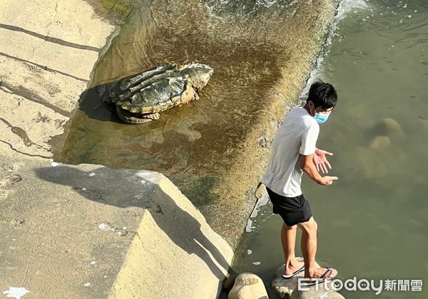 ▲咬合力堪比老虎！「75公斤巨大鱷龜」現身新竹溪中　動物園急安置。（圖／吳姓民眾提供）