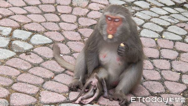 ▲台灣獼猴抱著夭折的猴寶寶。（圖／記者楊漢聲翻攝）