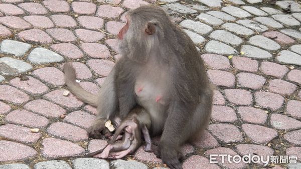▲台灣獼猴抱著夭折的猴寶寶。（圖／記者楊漢聲翻攝）