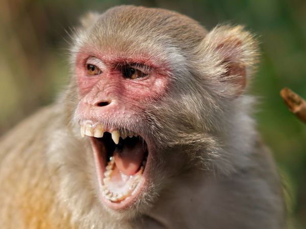 巴西爆多起猴子毒殺遇襲案WHO急喊：猴痘疫情與猴子無關| ETtoday國際 ...