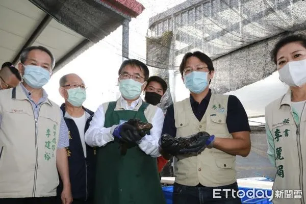 ▲台南市長黃偉哲關心台南石斑養殖現況，由農業局長李建裕陪同，前往郭俊瑋位於學甲區的優質石斑魚養殖場給予聲援鼓勵，黃偉哲親自拌餌料、餵食，並購買石斑魚。（圖／記者林悅翻攝，下同） 