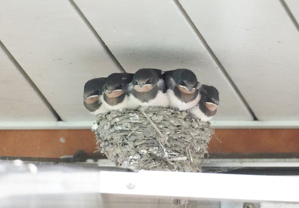 ▲▼網友拍攝到5隻燕子寶寶擠滿鳥巢的有趣照片。（圖／翻攝自推特「@chibiko_todo」）