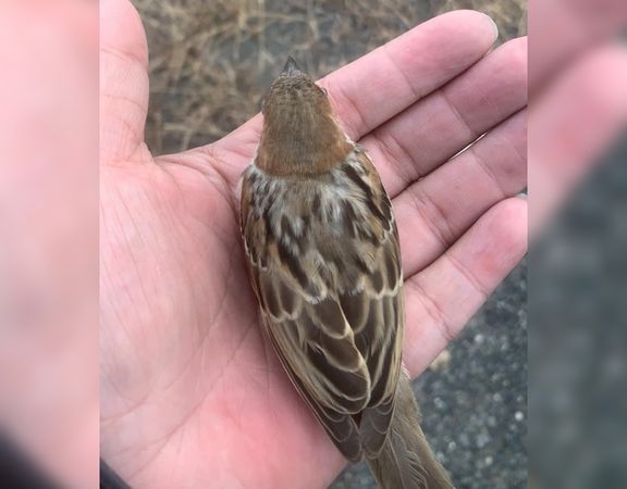 騎車跟麻雀相撞，人妻花5分鐘問牠一句話：我不能肇逃（圖／翻攝自Facebook／爆怨公社）