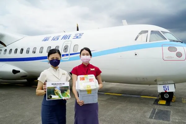 ▲▼華信航空與台北市立動物園合作，金門飛台北班機　運送嬌客「栗喉蜂虎棄蛋」。（圖／華信航空提供）
