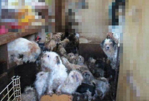 日本女子養太多狗被起訴。（圖／縣警）