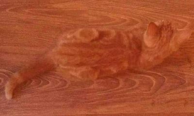 是貓還是變色龍？小橘和地板合而為一　沒戴眼鏡真的會踩上去