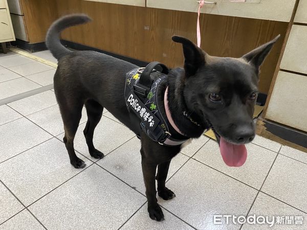 ▲林園派出所內的「警犬」嘿咪             。（圖／林園分局提供）