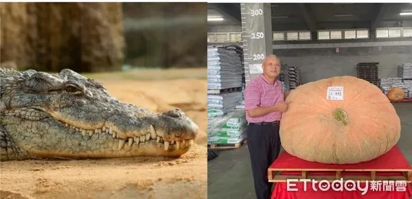 ▲▼ 0618南瓜 。（圖／記者戴上容翻攝）