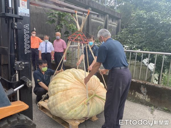▲▼ 0618南瓜 。（圖／記者戴上容翻攝）
