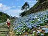 「2繡球花秘境」綻放！兼賞山海風光