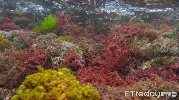 ▲新北海洋教育向下扎根　福連畢業生潛水放流九孔鮑幼苗。（圖／新北市農業局提供）