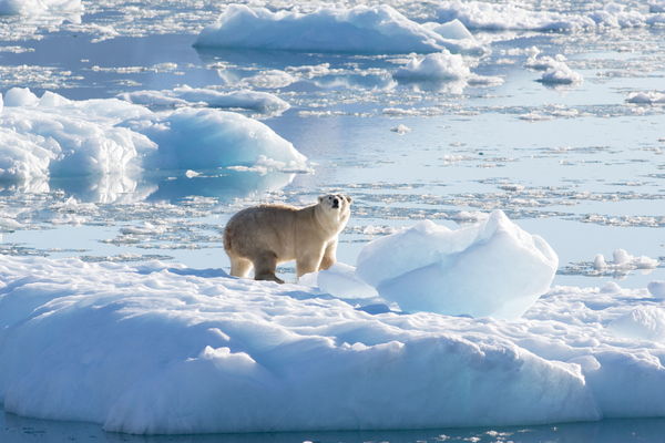 ▲▼格陵蘭北極熊為適應氣候變化，發展出新的狩獵模式。（圖／路透）