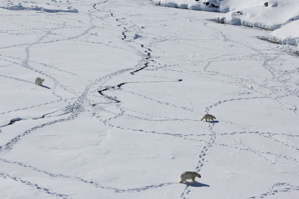 ▲▼格陵蘭北極熊為適應氣候變化，發展出新的狩獵模式。（圖／路透）