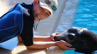 日本水族館廢除熱門「動物表演」　海獅不用工作變超嗨：想讓牠們快樂