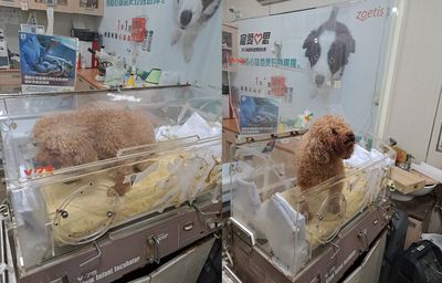 女飼主抱貴賓狗跳海　稱受到「神明旨意」把狗壓到水中涉虐待