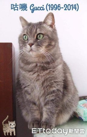 ▲咕嘰是陪伴了飼主18年的老貓。（圖／網友Chilan Wang提供，請勿隨意翻拍，以免侵權。）
