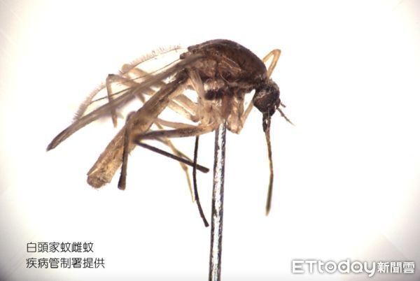 ▲日本腦炎為蚊媒傳染病，在台灣以三斑家蚊、環紋家蚊及白頭家蚊為主要病媒蚊。（圖／疾管署提供）