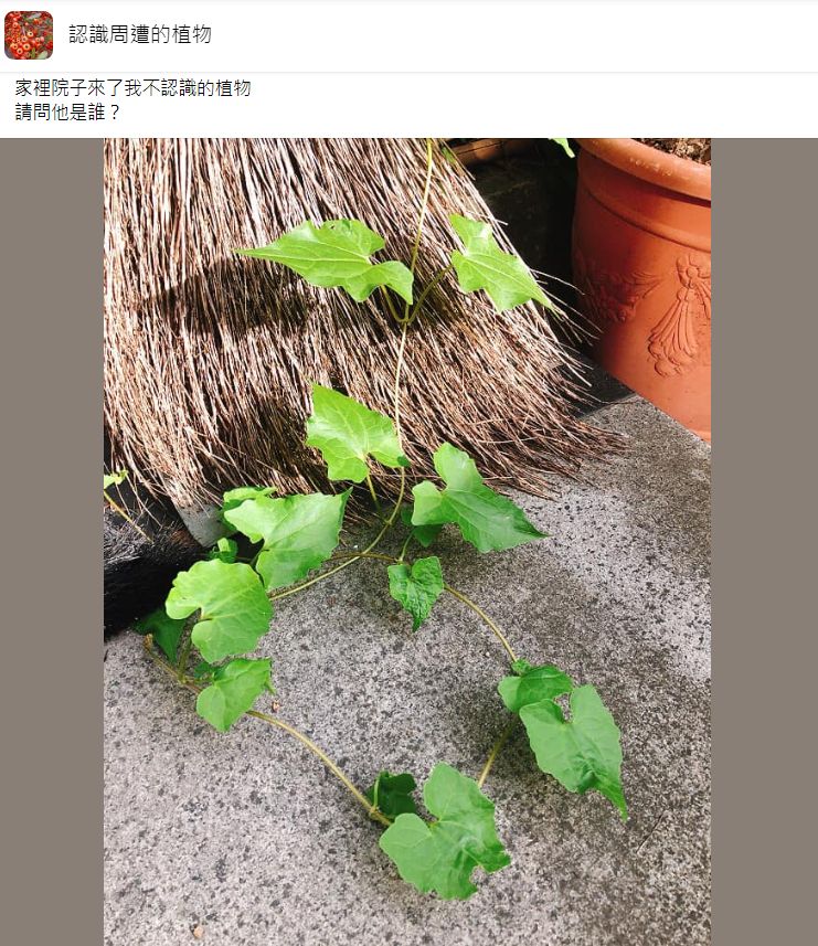 ▲原PO發現院子出現不明植物，好奇發文求問網友。（圖／翻攝自Facebook／認識周遭的植物）