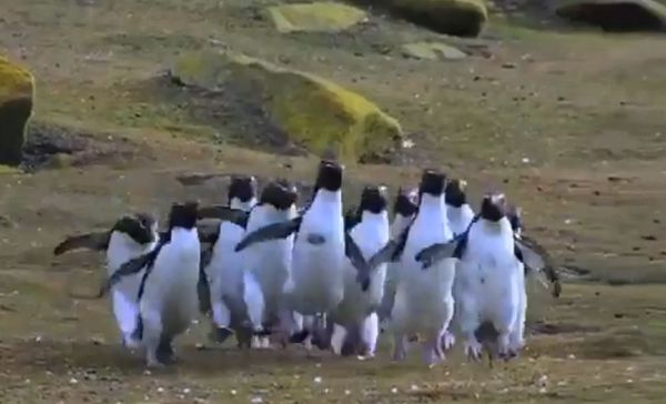 ▲▼10隻企鵝「袋鼠跳」整隊一起追蝴蝶！短短兩秒影片超魔性。（圖／翻攝自推特）