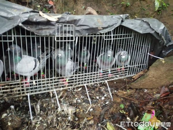 ▲▼台南警方逮捕擄鴿集團找不到肉票，北市刑大協助搜山救出被擄鴿子。（圖／記者邱中岳翻攝）