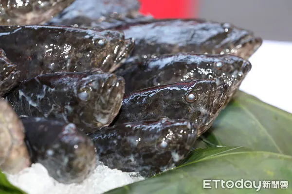 ▲▼中共片面宣布我方出口之石斑魚驗出有禁藥而停止進口，此舉大大衝擊國內石斑養殖業者。國內零售通路龍頭全聯福利中心，舉辦「全民相挺 漁民放心～台灣石斑 世界尚讚」記者會，行政院長蘇貞昌、農委會主委陳吉仲、發言人羅秉成、秘書長李孟諺出席力挺。會中全臉董事長林敏雄宣布，將採購國內石斑500公噸力挺國內養殖漁民。（圖／記者湯興漢攝）