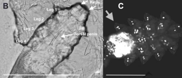 ▲▼蠕形蟎。（圖／翻攝自牛津大學出版期刊《分子生物學與進化》）