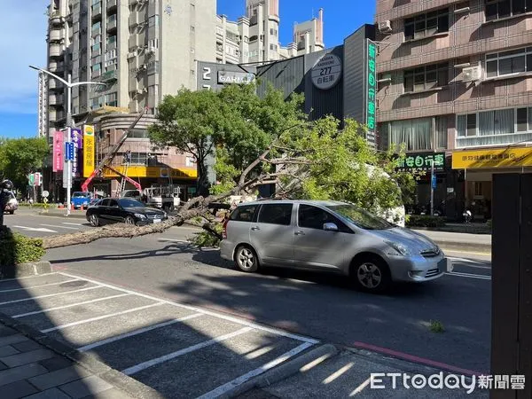 ▲▼路樹倒塌砸毀車。（圖／記者許宥孺翻攝）