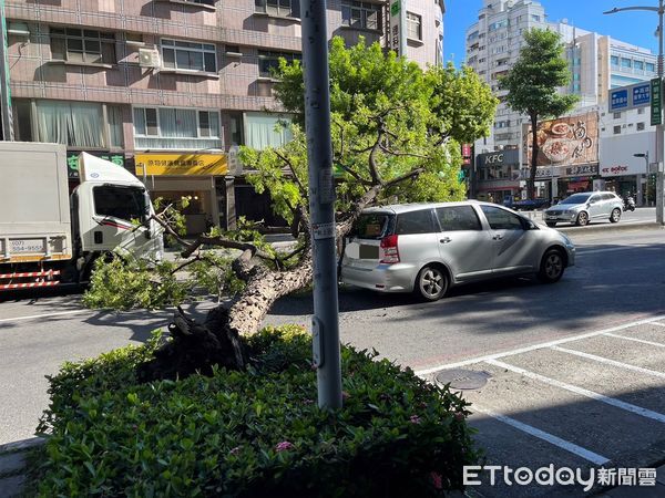 ▲▼路樹倒塌砸毀車。（圖／記者許宥孺翻攝）