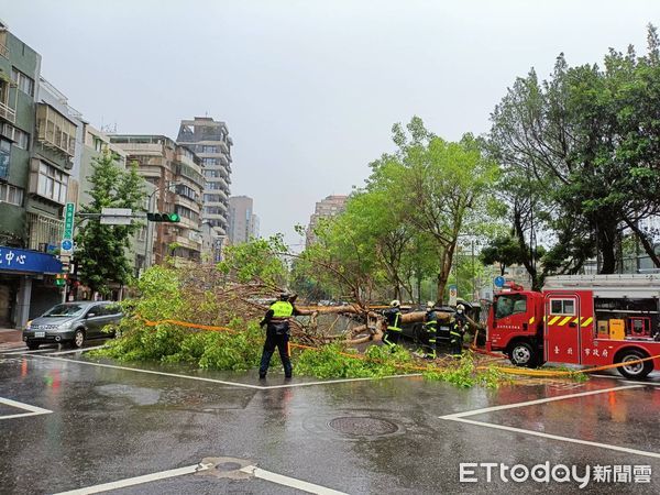 ▲▼北市再度下起午後雷陣雨，松山區路樹倒塌壓毀一台自小客車。（圖／記者邱中岳翻攝）