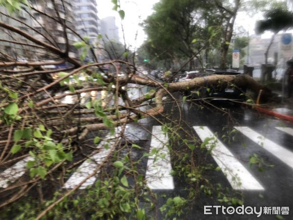 ▲▼北市再度下起午後雷陣雨，松山區路樹倒塌壓毀一台自小客車。（圖／記者邱中岳翻攝）