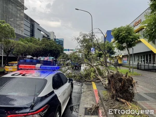 ▲▼北市突下午後雷陣雨，松山才剛傳出路樹倒塌壓毀車輛，內湖又再有路樹倒塌情況。（圖／記者邱中岳翻攝）