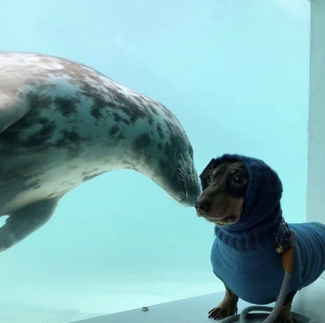 ▲▼小海豹和臘腸狗的友愛互動。（圖／翻攝自Cornish Seal Sanctuary）