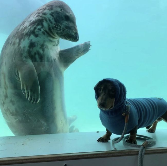 ▲▼小海豹和臘腸狗的友愛互動。（圖／翻攝自Cornish Seal Sanctuary）