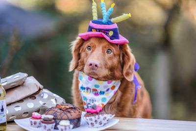 飼主為愛犬慶祝生日訂「100公斤蛋糕」　還邀4000名賓客