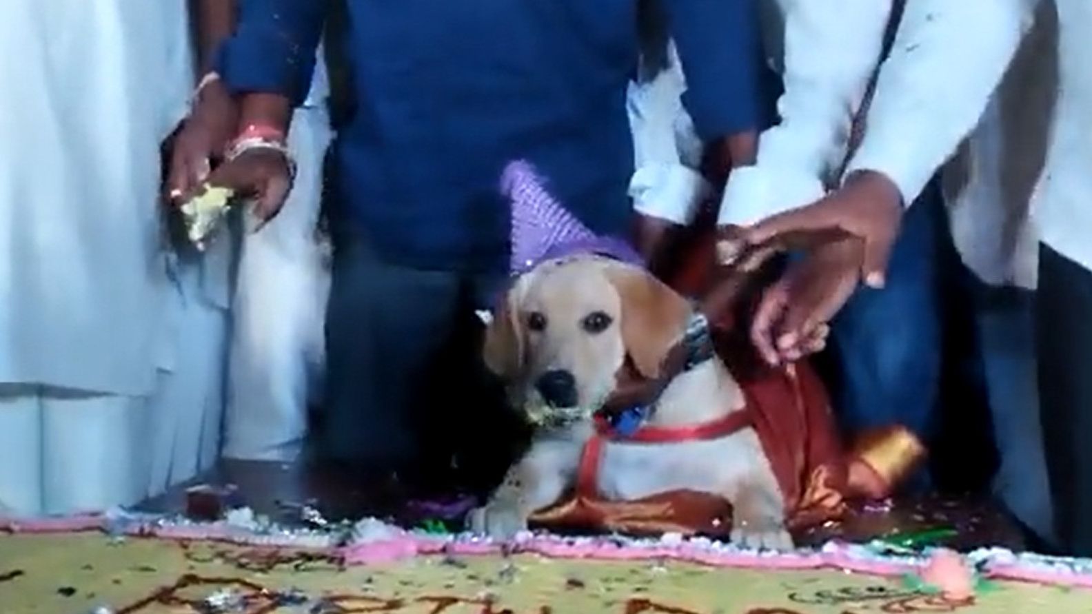 ▲▼印度飼主替愛犬慶生準備了100公斤蛋糕。（圖／翻攝自twitter／@KeypadGuerilla）