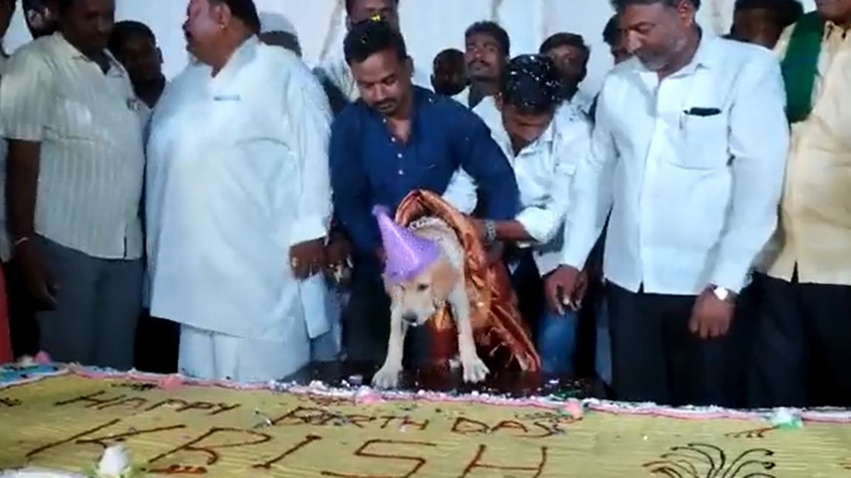 ▲▼印度飼主替愛犬慶生準備了100公斤蛋糕。（圖／翻攝自twitter／@KeypadGuerilla）