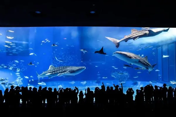 ▲▼沖繩美麗海水族館。（圖／KKday提供）