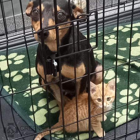 小貓鑽進籠跟狗狗抱在一起。（圖／翻攝自Greenside Animal Hospital）