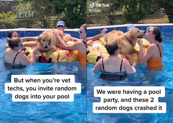 狗狗變成泳池趴特別嘉賓。（圖／Tiktok@Jmotes）