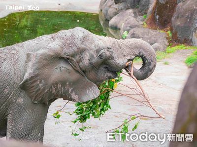 就在明天！大象「趕工清理修剪樹枝」　動物園曝開園及暑期大優惠