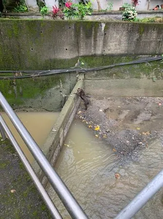 ▲▼新北溪水暴漲虎斑狗受困「3公尺涵洞」　站著等救援害怕哭泣。（圖／新北市動保處提供）